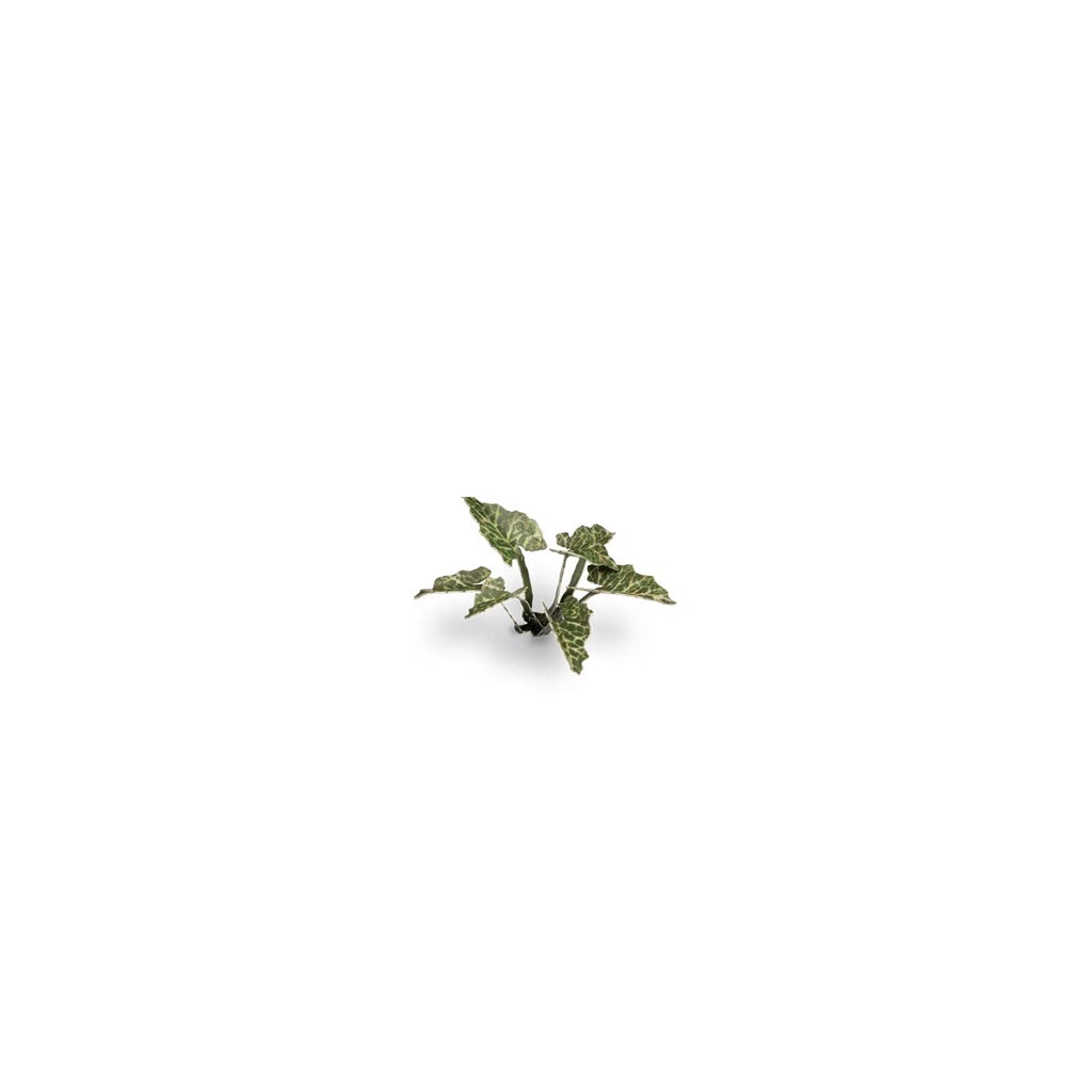 GAMER'S GRASS: LASER PLANTS LORDS-AND-LADIES