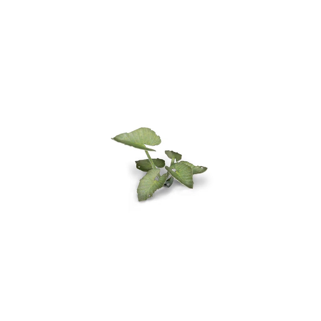 GAMER'S GRASS: LASER PLANTS ELEPHANT EAR