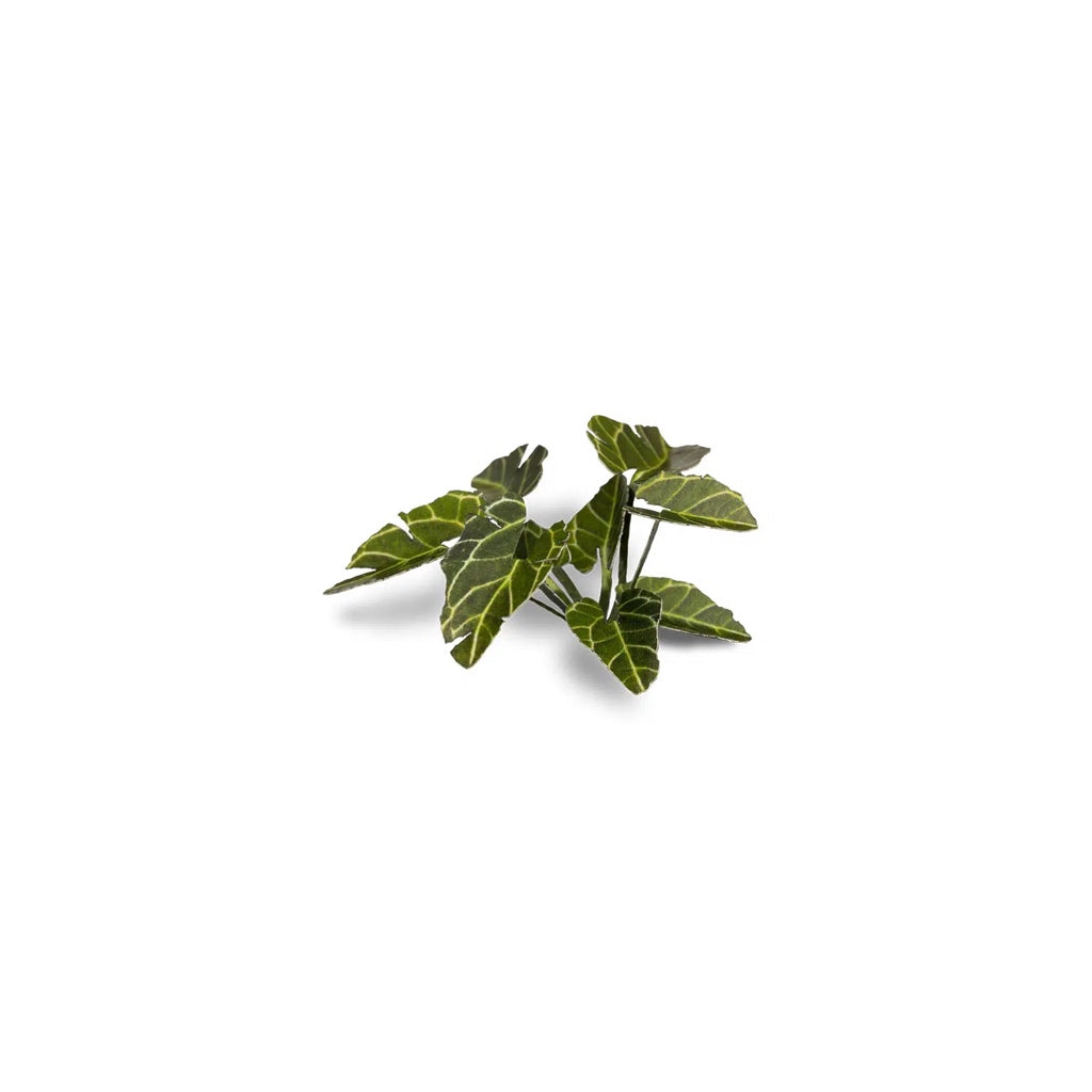 GAMER'S GRASS: LASER PLANTS ELEPHANT EAR