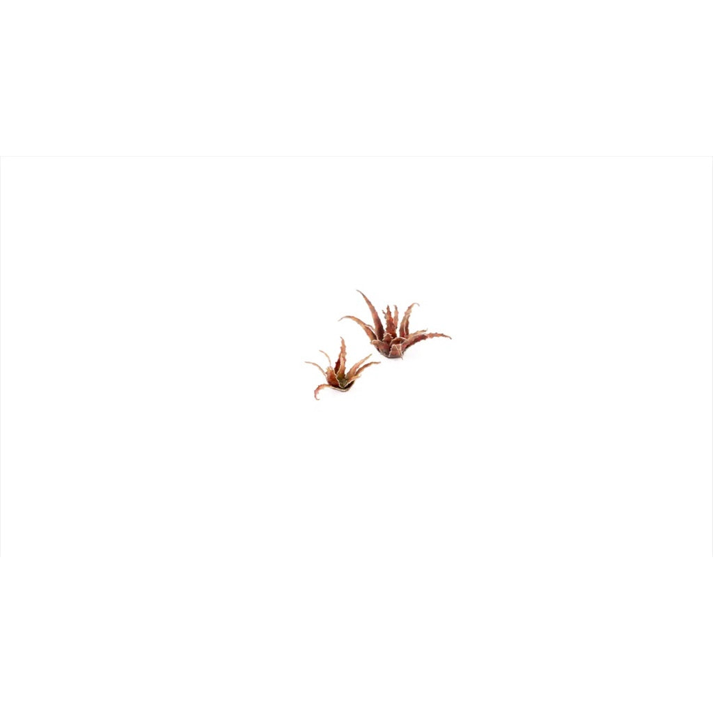 GAMER'S GRASS: LASER PLANTS RED ALOE