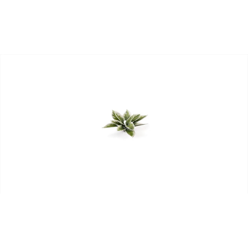 GAMER'S GRASS: LASER PLANTS PLANTAIN LILY