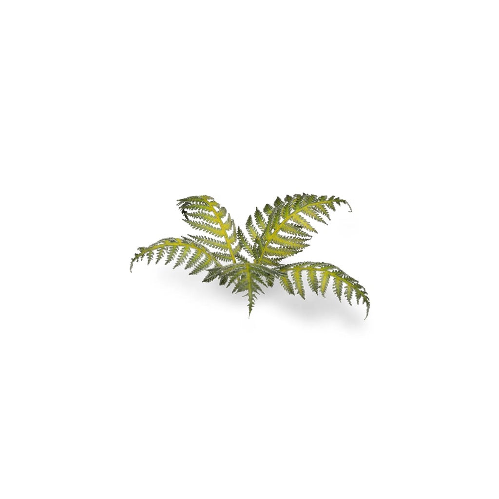 GAMER'S GRASS: LASER PLANTS BRACKEN