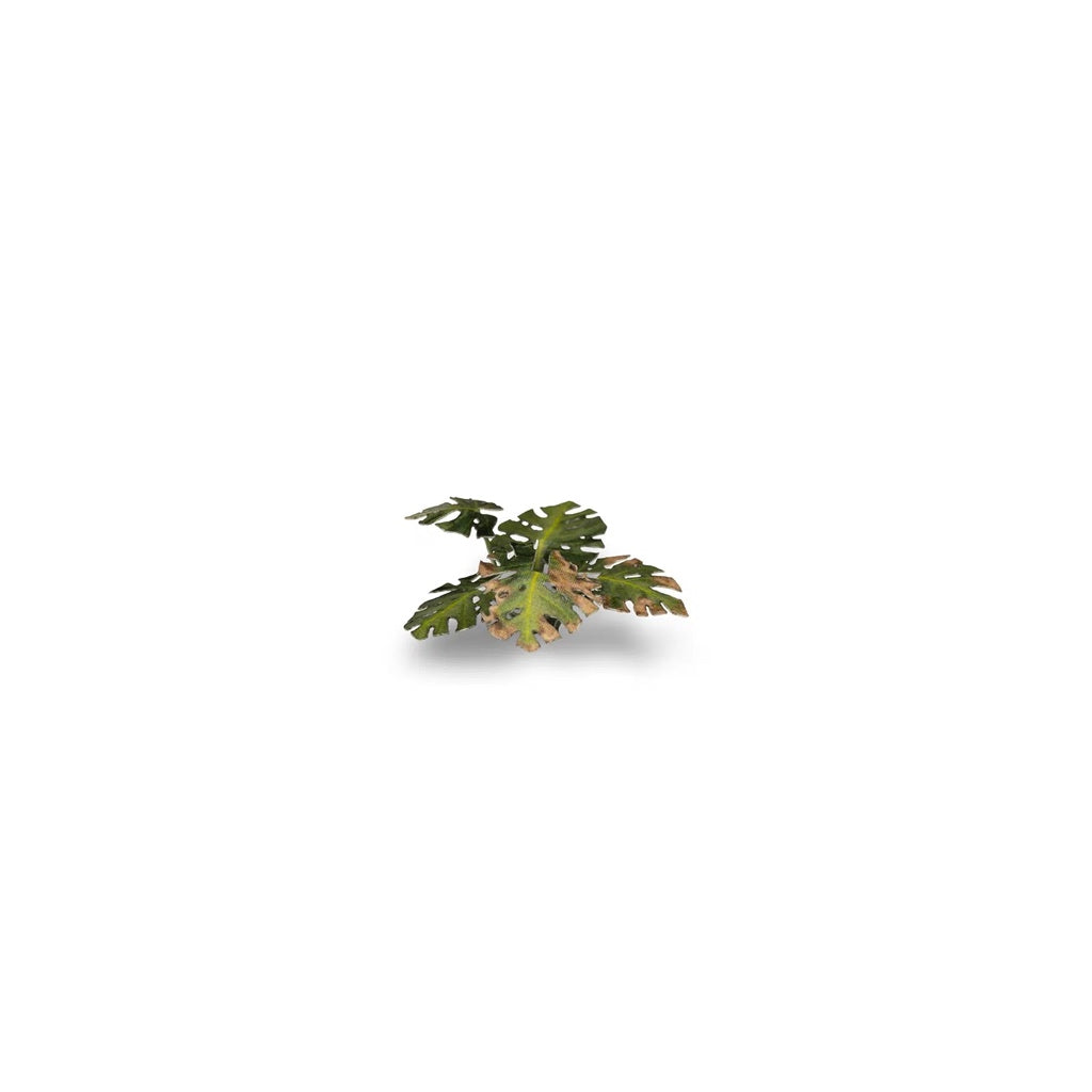 GAMER'S GRASS: LASER PLANTS MONSTERA