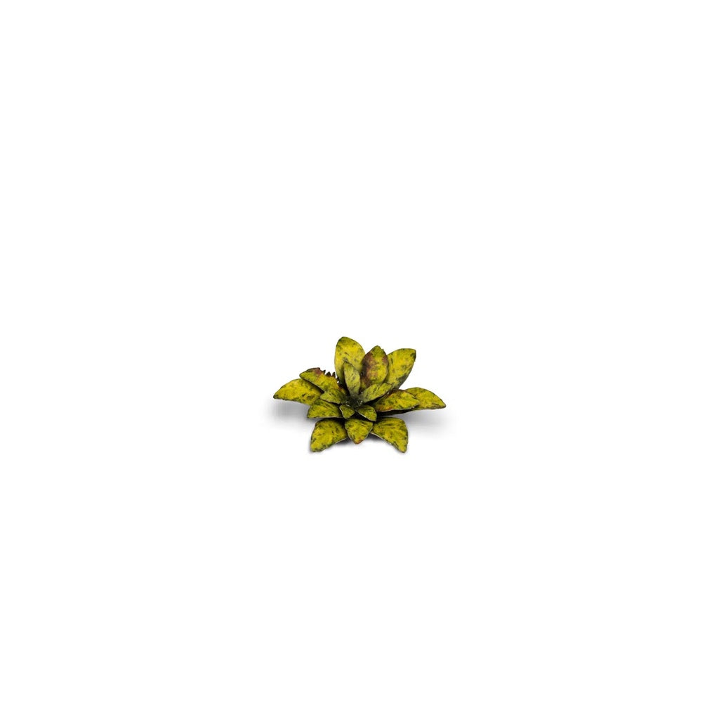 GAMER'S GRASS: LASER PLANTS DUMB CANE