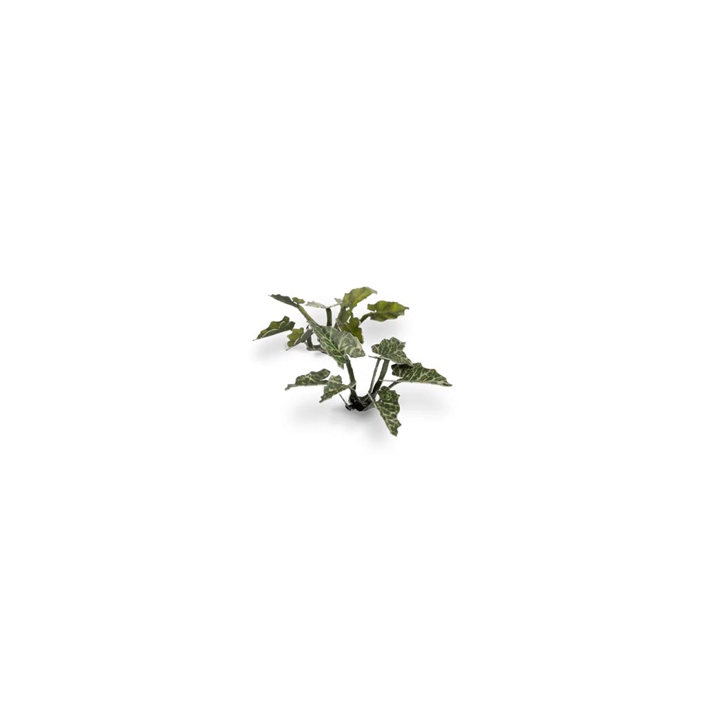 GAMER'S GRASS: LASER PLANTS LORDS-AND-LADIES