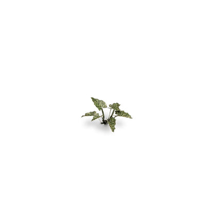 GAMER'S GRASS: LASER PLANTS LORDS-AND-LADIES