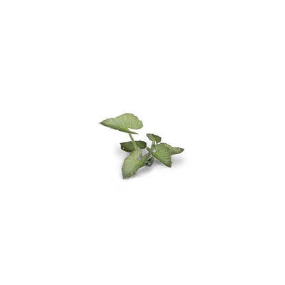GAMER'S GRASS: LASER PLANTS ELEPHANT EAR